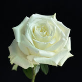 Proud Rose